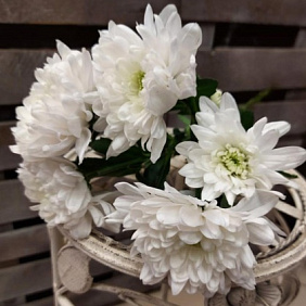 Хризантема Кустовая Балтика белая поштучно