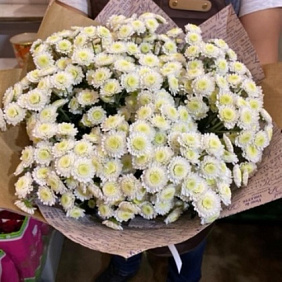 Хризантема №169