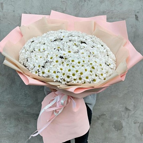 Гигант из 51 ромашковидной хризантемы