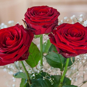 Ред наоми с гипсофилой