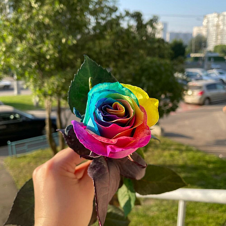 Роза Эквадор RAINBOW - Фото 1