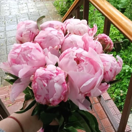 Пион Сара Бернар 11 шт - Фото 1