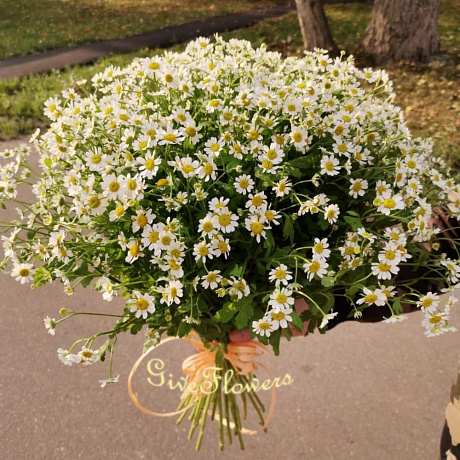 Букет из 25 кустовых ромашек №2 - Фото 1