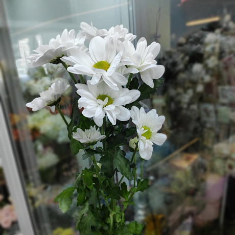 Хризантема ромашковая - Фото 1