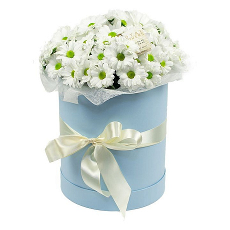 5 Белых Ромашковых хризантем в маленькой голубой коробке №295 - Фото 1