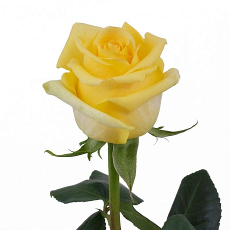 Роза желтая Пакая - Фото 1