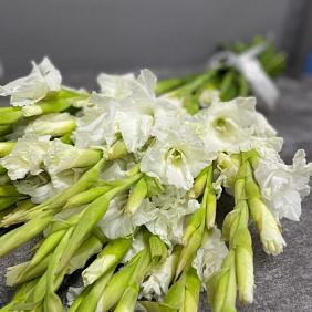 Гладиолус  Белый