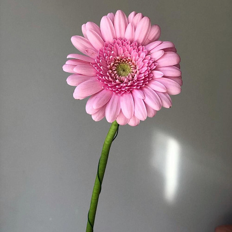 Гермини розовая - Фото 1