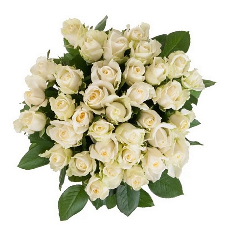 Букет из 51 белой розы и рускуса - Фото 1