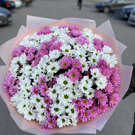 Дуо хризантема кустовая - Фото 1