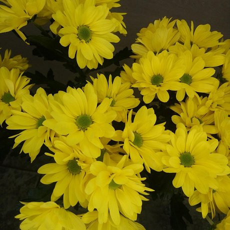 Хризантема кустовая жёлтая 7 - Фото 1