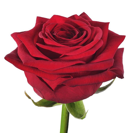 Роза RED NAOMI 80 см - Фото 1