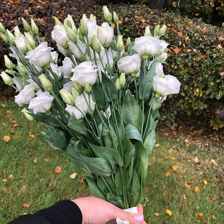 Эустома №163 - Фото 1