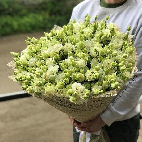 Эустома. Букет из 51 белой эустомы. N481 - Фото 1