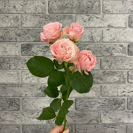 Роза кустовая пионовидная Madam Bombastic - Фото 1