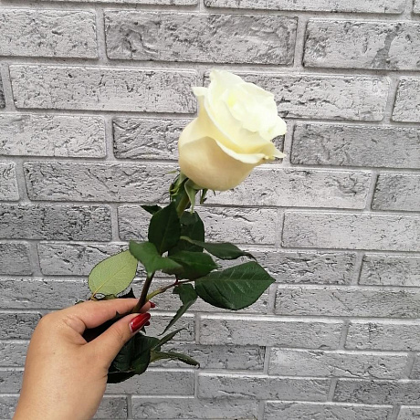 Роза VIP Premium Колумбийская 40см - Фото 1