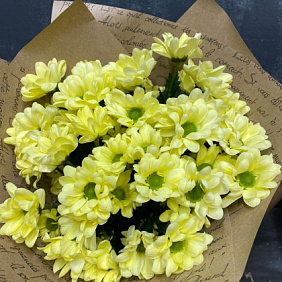 Хризантема кустовая №167