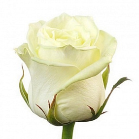 Роза белая Пич Аваланж 60 см