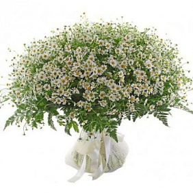 Букет из 101 ромашки и декоративной зелени