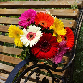 Герберы микс №160