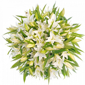 51 белая лилия