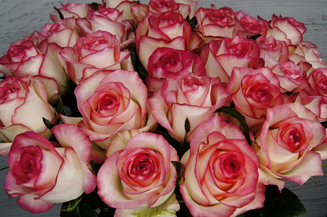51 розовая роза Джумелия в большой розовой шляпной коробке №611 - Фото 1