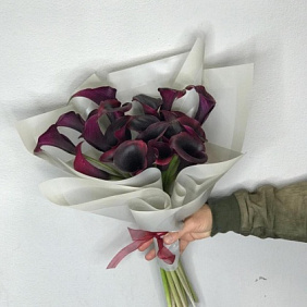 Калла бордовая