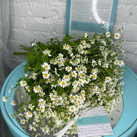 15 танацетума - Фото 1