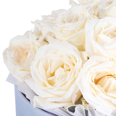 19 белых роз премиум в шляпной коробке - Фото 1