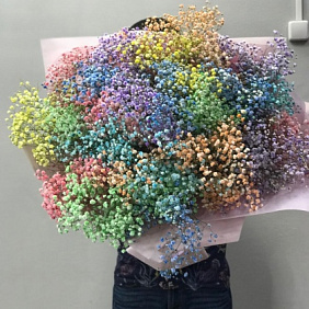 Гифсофилла радужный