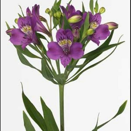 Альстромерия фиолетовая - Фото 1