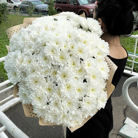 Хризантема №177