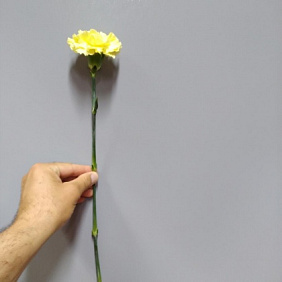 Гвоздика жёлтая