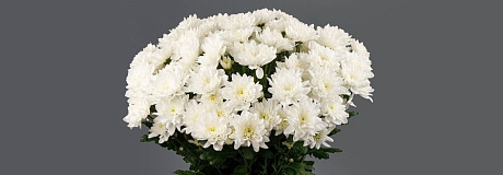 15 Белых хризантем в большой белой коробке №254 - Фото 1