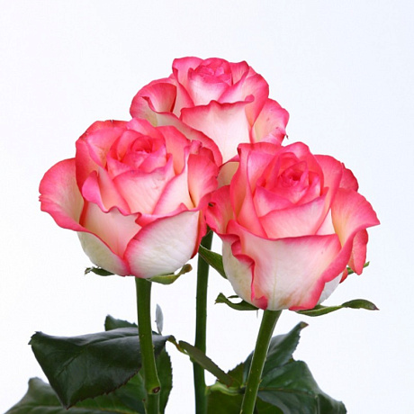 Букет из 3 розовых роз-6 - Фото 1