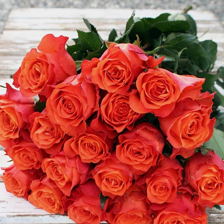 Роза Эквадор №162 - Фото 1