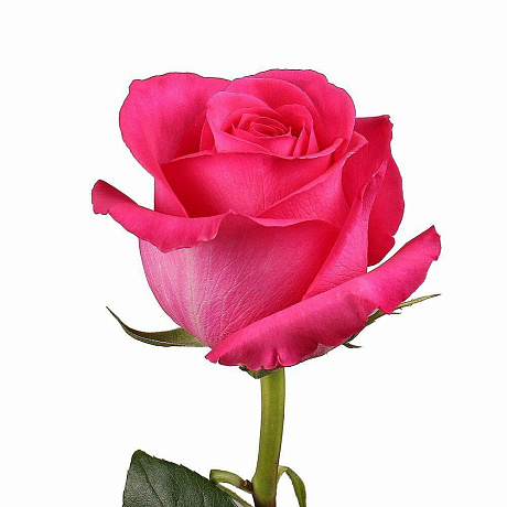 Роза Пинк- Флойд поштучно- 1 шт - Фото 1