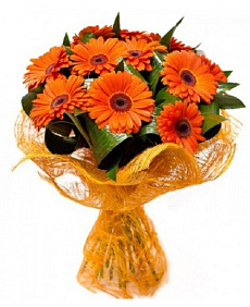 Букет из 11 гербер и аспидистры