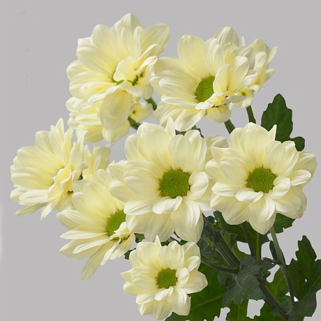 Хризантема кустовая микс №162 - Фото 1