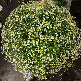 Корзина с кустарных  ромашек