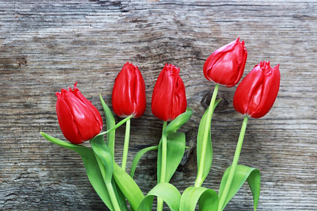 Букет 5 красных тюльпанов - Фото 1