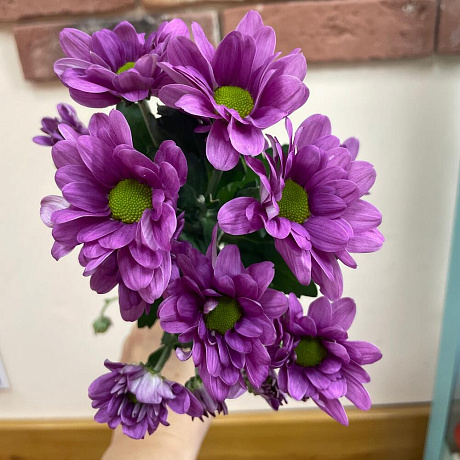 Хризантема кустовая фиолет - Фото 1