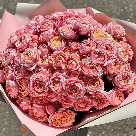 Роза пион Джульетта английская Прима - Фото 1