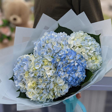 5 голубых гортензии - Фото 1