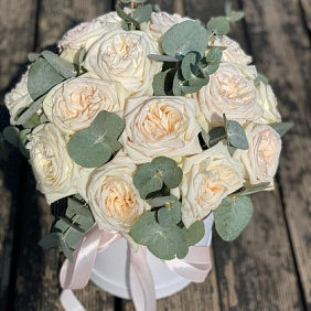 Роза ароматная пионовидная