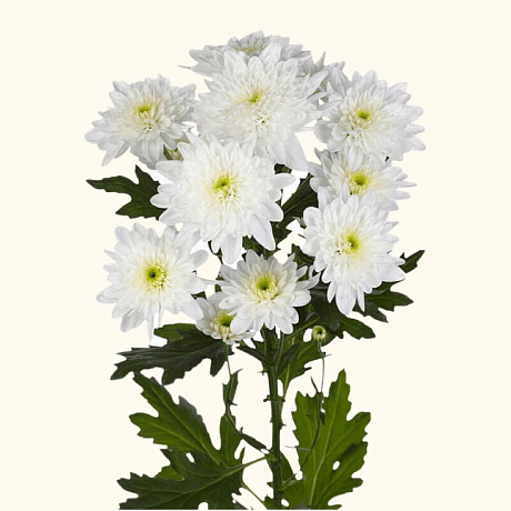 Хризантема кустовая baltica белая - Фото 1