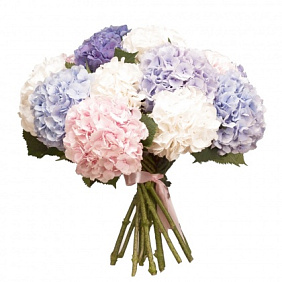 Букет из 15 Гортензий №160