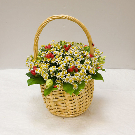 Корзинка ромашек Садовая ромашка - Фото 1