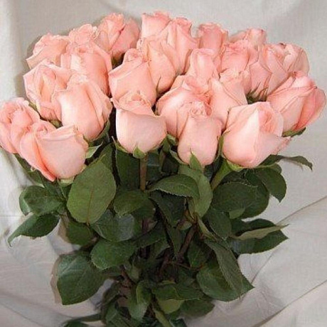 Роза Эквадор 70 см №161 - Фото 1