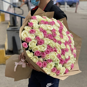 151 бело - розовая роза